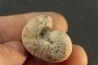Scaphites reesidei campanien Madagascar