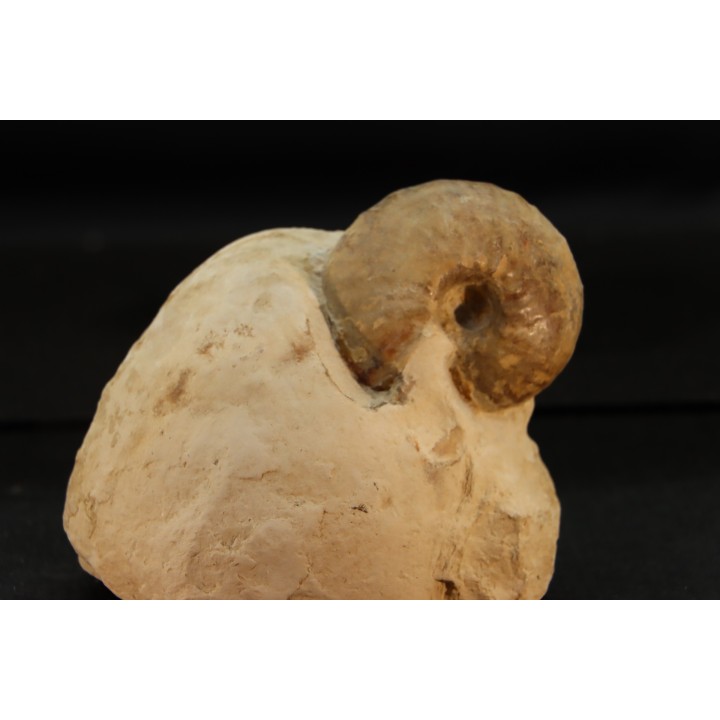 Fagesia peroni  turonian  Akrabou formation  Asfla Goulmima - MOROCCO