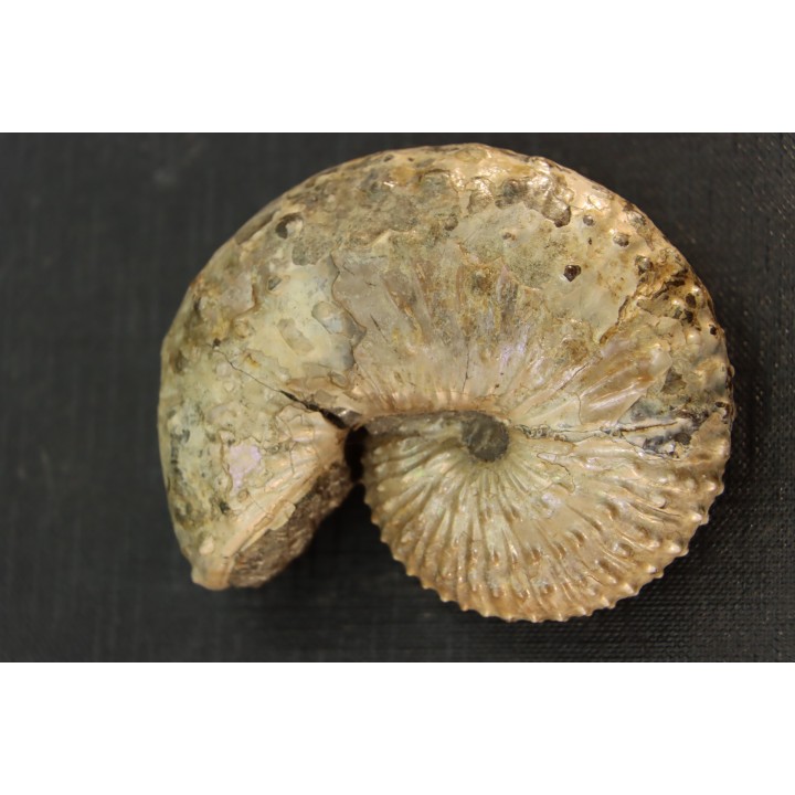Discoscaphites conradi  Maestrichtien  Fox Hill formation  Wyoming - USA