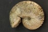 Discoscaphites conradi  Maestrichtien  Fox Hill formation  Wyoming - USA