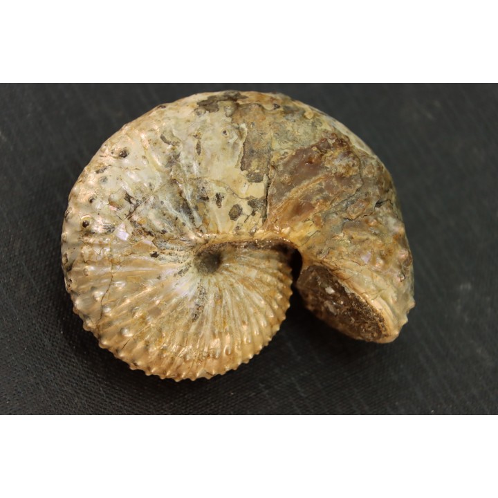 Discoscaphites conradi  Maestrichtien  Fox Hill formation  Wyoming - USA