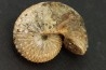 Discoscaphites conradi  Maestrichtien  Fox Hill formation  Wyoming - USA