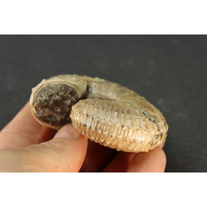 Discoscaphites conradi  Maestrichtien  Fox Hill formation  Wyoming - USA