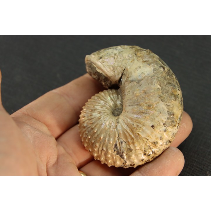 Discoscaphites conradi  Maestrichtien  Fox Hill formation  Wyoming - USA