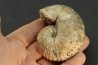Discoscaphites conradi  Maestrichtien  Fox Hill formation  Wyoming - USA