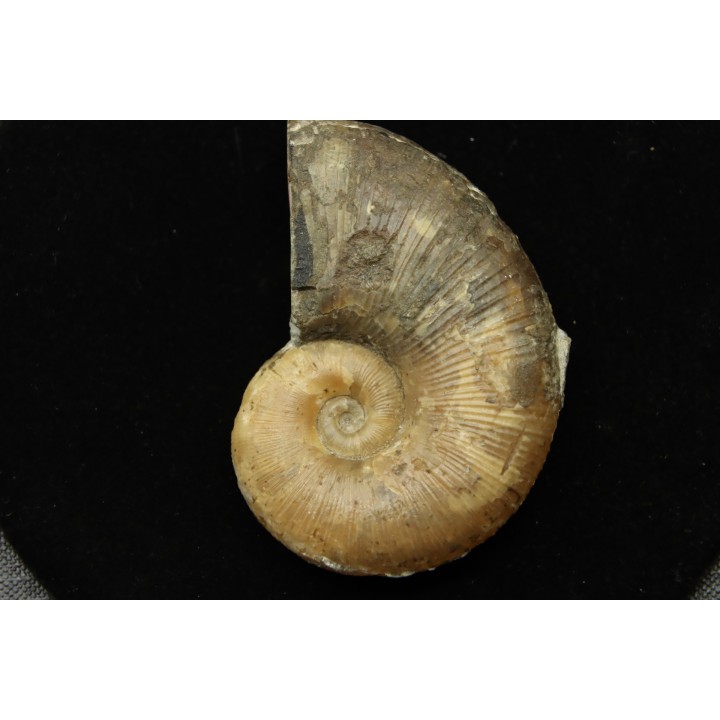Lytoceras siemensis (Denckmann)  toarcien inferieur  Brannschweig, Allemagne