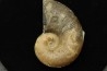 Lytoceras siemensis (Denckmann)  toarcien inferieur  Brannschweig, Allemagne