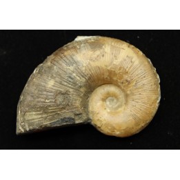 Lytoceras siemensis (Denckmann)  lower toarcian   Brannschweig, Germany