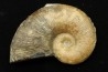Lytoceras siemensis (Denckmann)  lower toarcian   Brannschweig, Germany