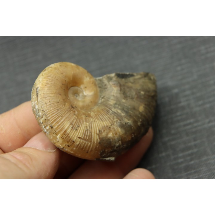 Lytoceras siemensis (Denckmann)  toarcien inferieur  Brannschweig, Allemagne