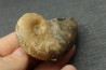 Lytoceras siemensis (Denckmann)  toarcien inferieur  Brannschweig, Allemagne