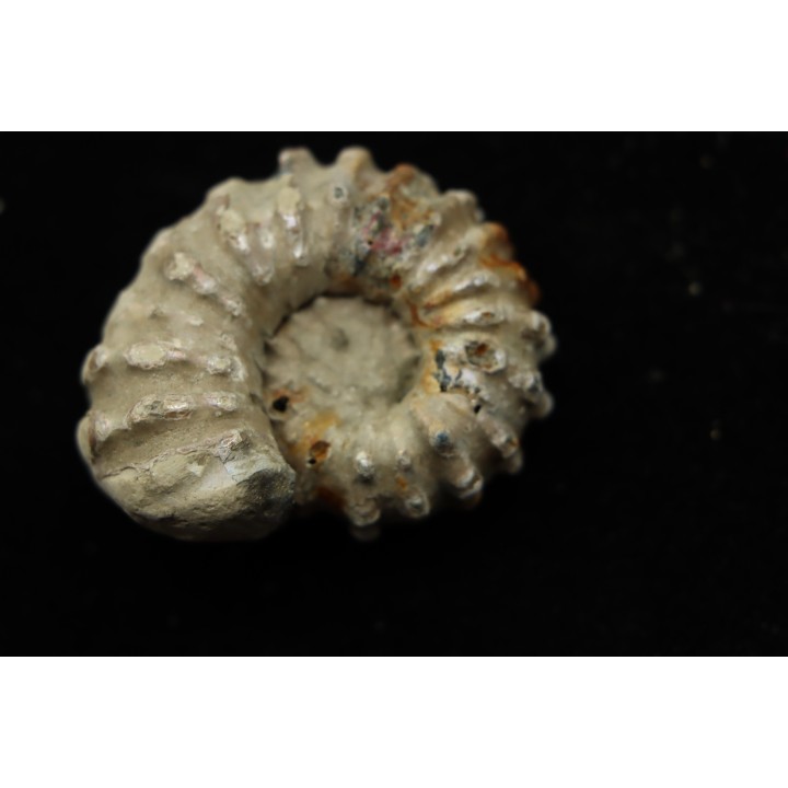 Douvilleiceras mamillatum  albien  Bully - 76 - FRANCE