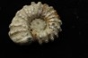 Douvilleiceras mamillatum  albien  Bully - 76 - FRANCE