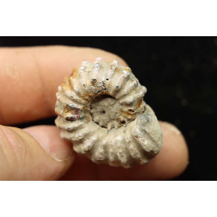 Douvilleiceras mamillatum  albien  Bully - 76 - FRANCE