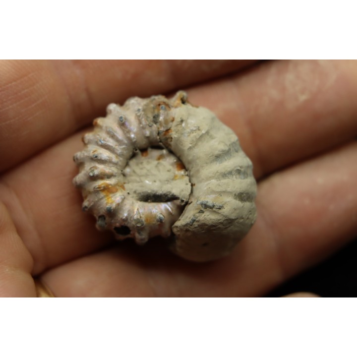 Douvilleiceras mamillatum  albien  Bully - 76 - FRANCE