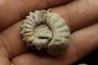 Douvilleiceras mamillatum  albien  Bully - 76 - FRANCE