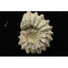 Douvilleiceras mamillatum  albien  Bully - 76 - FRANCE