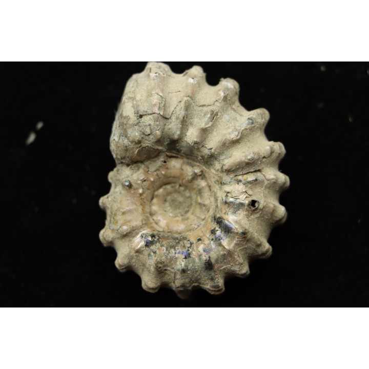 Douvilleiceras mamillatum  albien  Bully - 76 - FRANCE