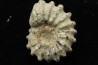Douvilleiceras mamillatum  albien  Bully - 76 - FRANCE