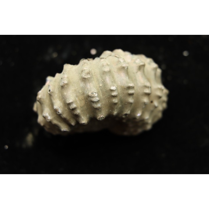 Douvilleiceras mamillatum  albien  Bully - 76 - FRANCE