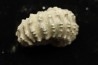 Douvilleiceras mamillatum  albien  Bully - 76 - FRANCE