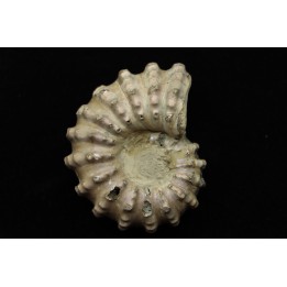 Douvilleiceras mamillatum  albien  Bully - 76 - FRANCE