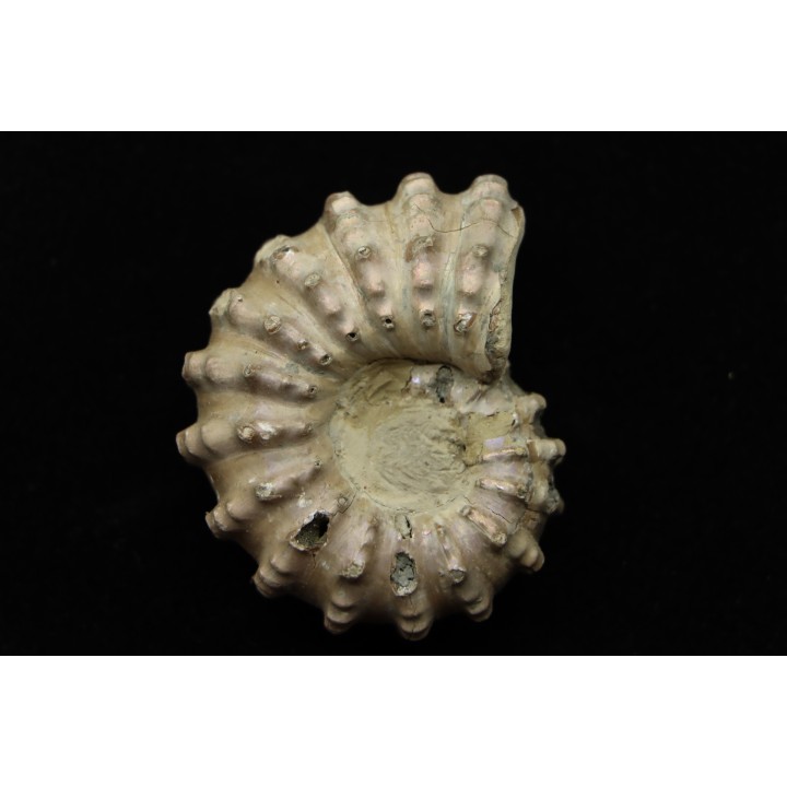 Douvilleiceras mamillatum  albien  Bully - 76 - FRANCE