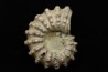 Douvilleiceras mamillatum  albien  Bully - 76 - FRANCE