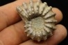 Douvilleiceras mamillatum  albien  Bully - 76 - FRANCE
