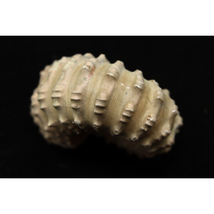 Douvilleiceras mamillatum  albien  Bully - 76 - FRANCE