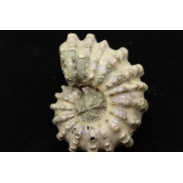 Douvilleiceras mamillatum  albien  Bully - 76 - FRANCE