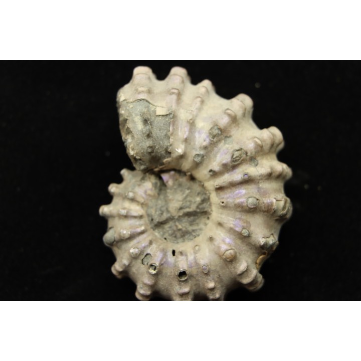 Douvilleiceras mamillatum  albien  Bully - 76 - FRANCE