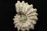 Douvilleiceras mamillatum  albien  Bully - 76 - FRANCE
