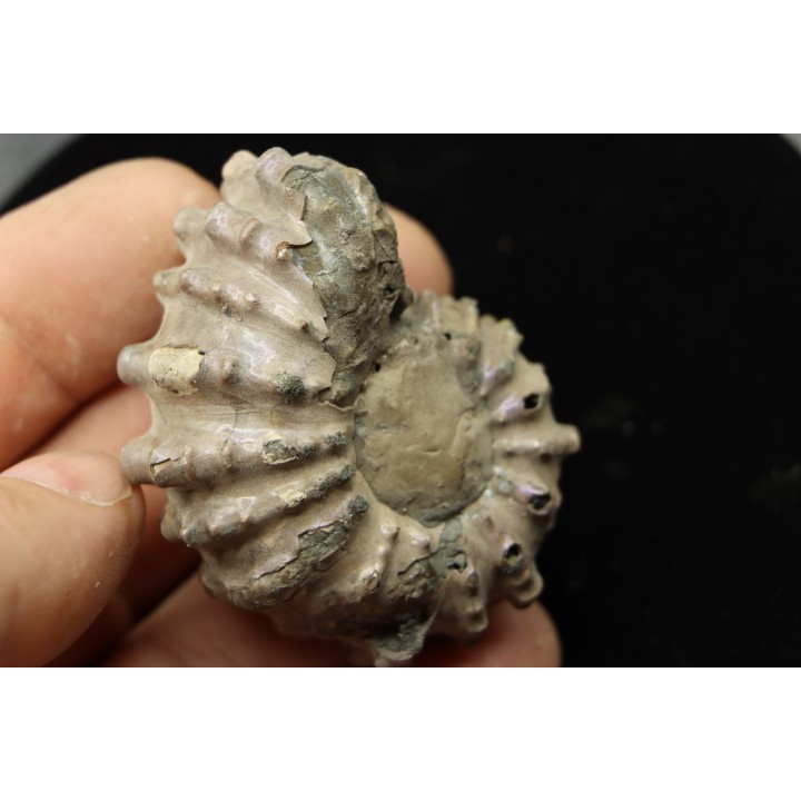 Douvilleiceras mamillatum  albien  Bully - 76 - FRANCE