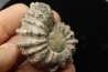 Douvilleiceras mamillatum  albien  Bully - 76 - FRANCE