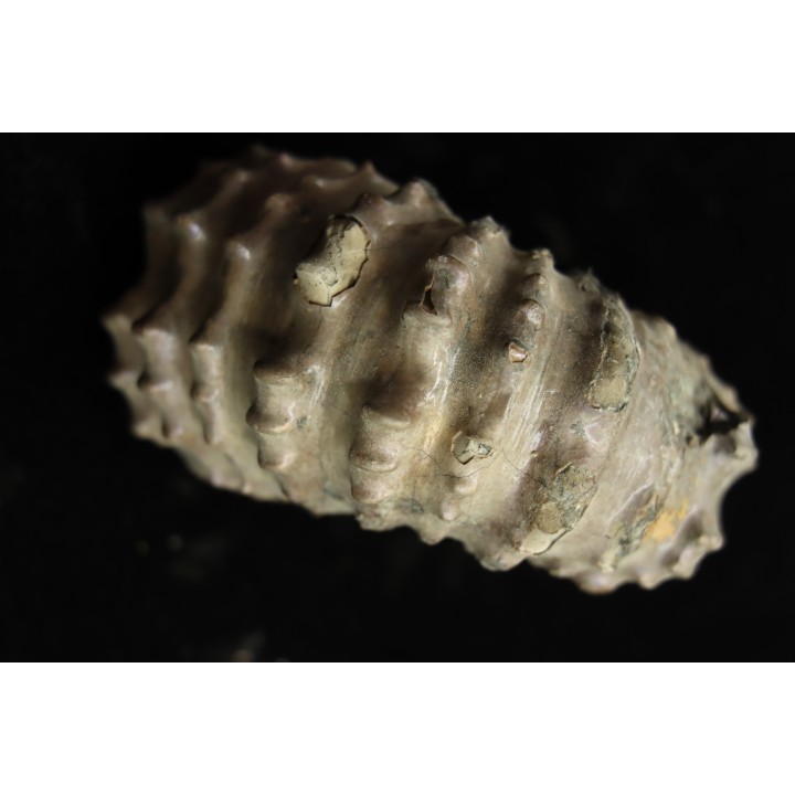 Douvilleiceras mamillatum  albien  Bully - 76 - FRANCE