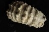 Douvilleiceras mamillatum  albien  Bully - 76 - FRANCE