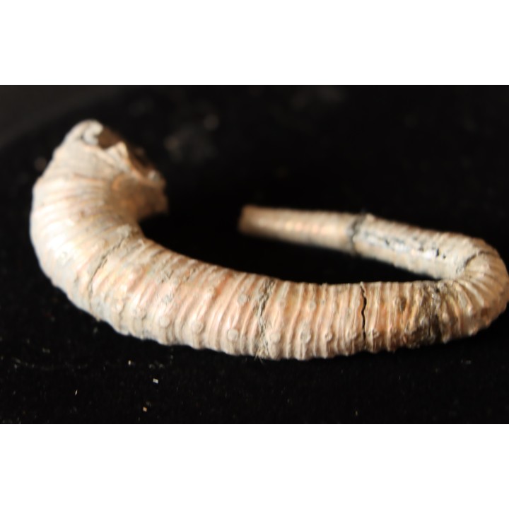 Protanisoceras aff. cantanium (L. F. Spath)  albien  Bully - 76 - FRANCE