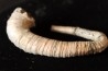 Protanisoceras aff. cantanium (L. F. Spath)  albien  Bully - 76 - FRANCE