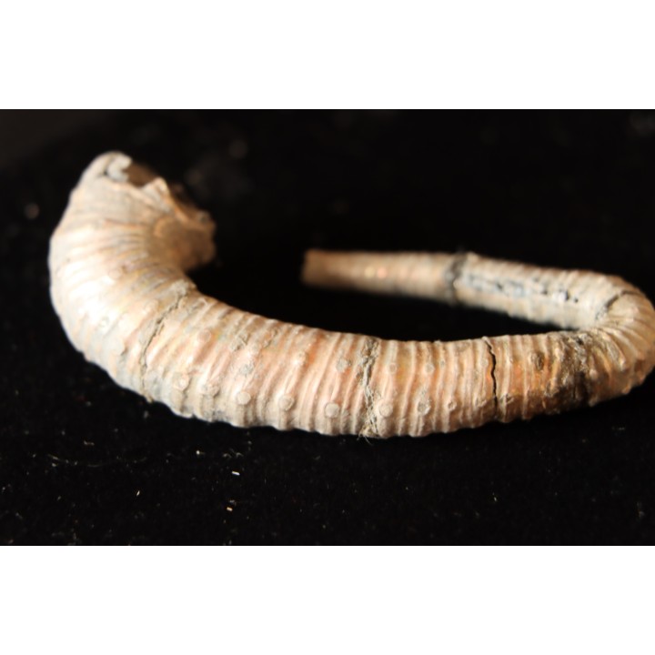 Protanisoceras aff. cantanium (L. F. Spath)  albien  Bully - 76 - FRANCE