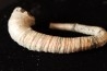 Protanisoceras aff. cantanium (L. F. Spath)  albien  Bully - 76 - FRANCE