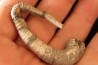 Protanisoceras aff. cantanium (L. F. Spath)  albien  Bully - 76 - FRANCE