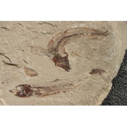 Gaudryella gaudry (Pictet et Humbert, 1866) - Cénomanian  Hgula - Byblos - LIBANON