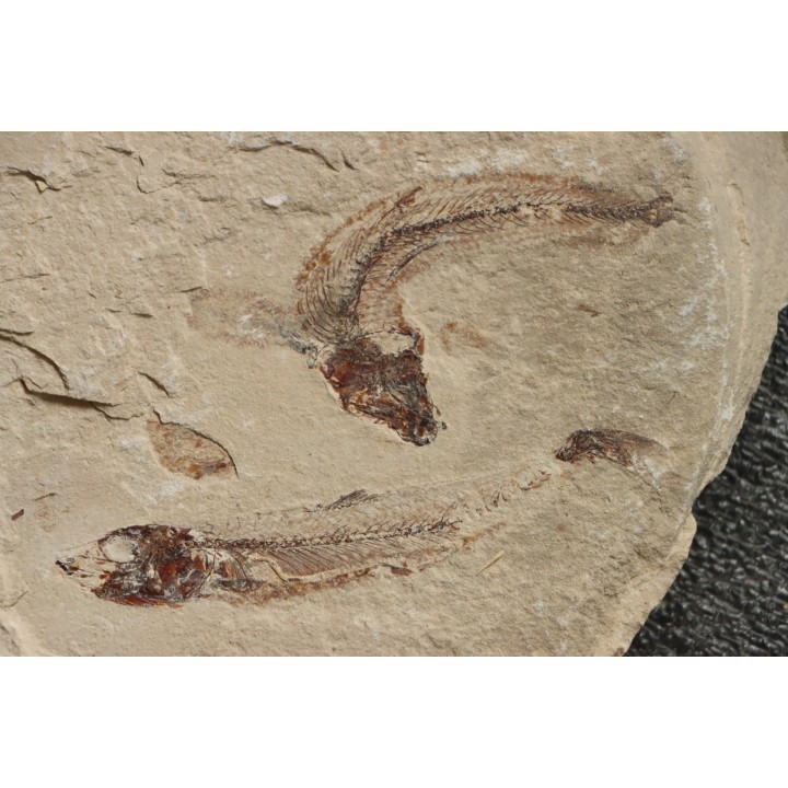 Gaudryella gaudry (Pictet et Humbert, 1866) - Cénomanien - Hgula - Byblos - LIBAN