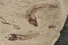 Gaudryella gaudry (Pictet et Humbert, 1866) - Cénomanien - Hgula - Byblos - LIBAN