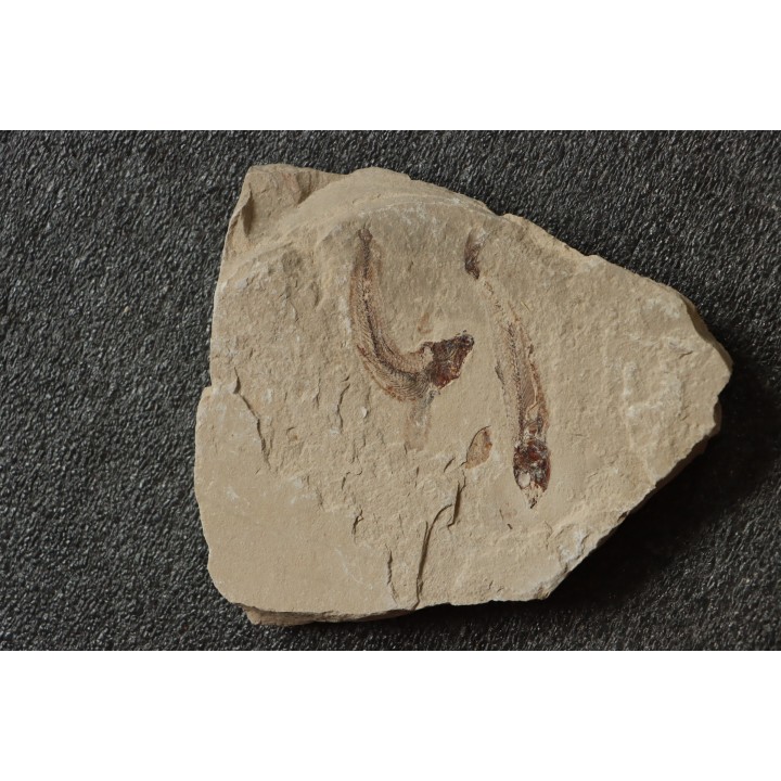 Gaudryella gaudry (Pictet et Humbert, 1866) - Cénomanian  Hgula - Byblos - LIBANON