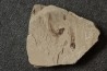Gaudryella gaudry (Pictet et Humbert, 1866) - Cénomanien - Hgula - Byblos - LIBAN