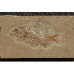 Stichocentrus liratus (Patterson, 1967) - Cénomanien - Hgula - Byblos - LIBAN