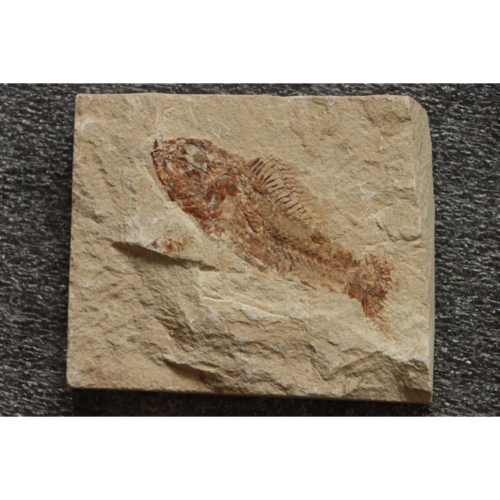 Pateroperca robusta (Gaudant, 1978) - Cénomanian  Hakil - Byblos - LIBANON