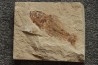 Pateroperca robusta (Gaudant, 1978) - Cénomanian  Hakil - Byblos - LIBANON